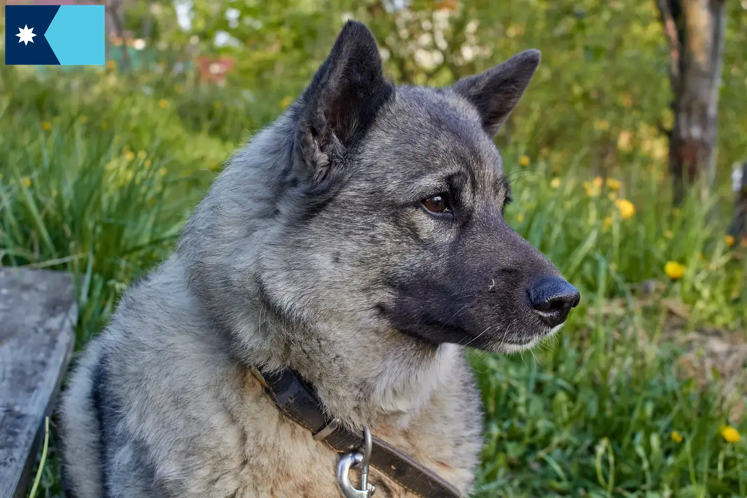 Norwegian Elkhound puppies and breeders Minnesota Find Norwegian Elkhound breeders in Minnesota.