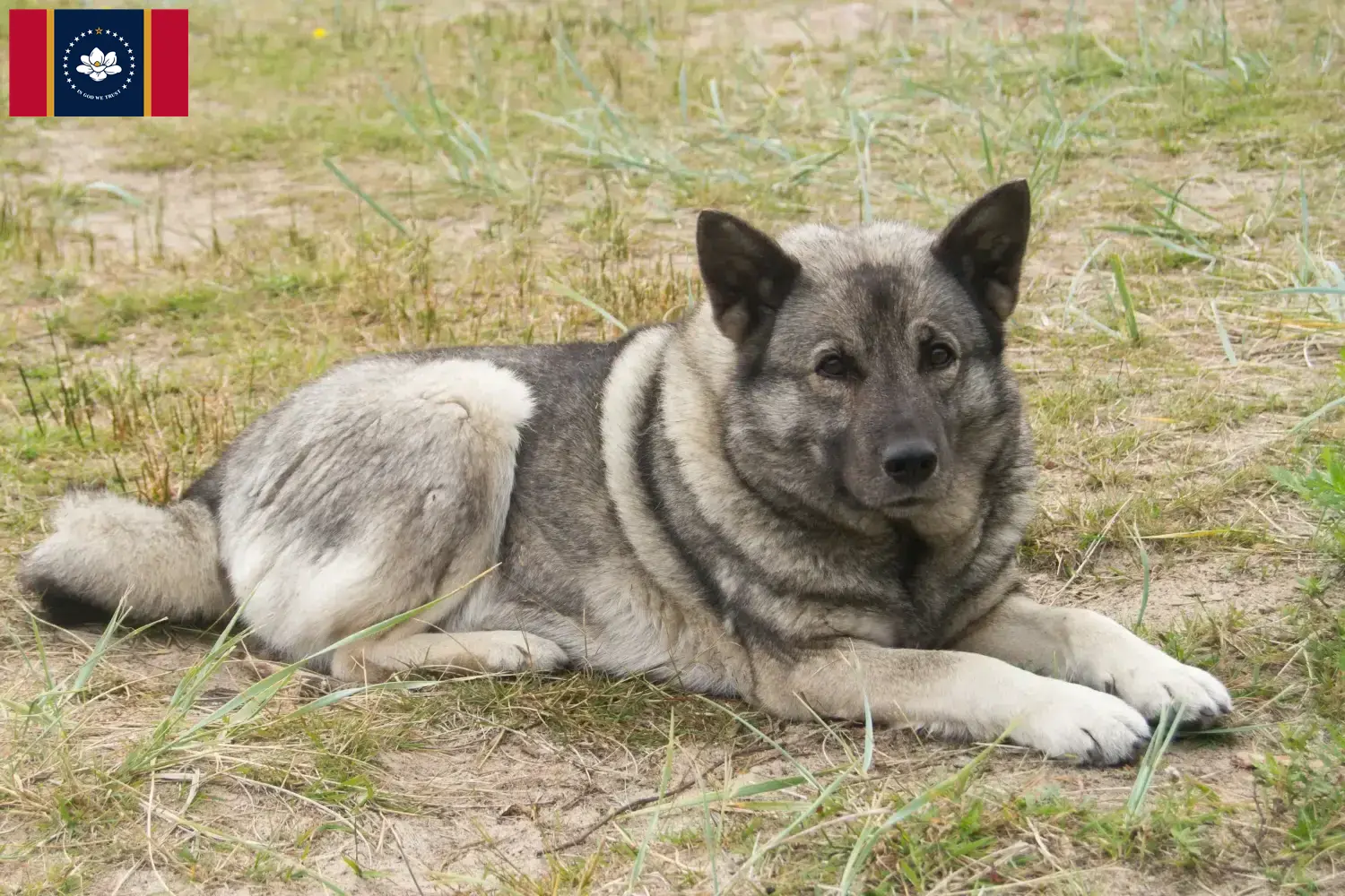 Norwegian Elkhound puppies and breeders Mississippi Find Norwegian Elkhound breeders in Mississippi.