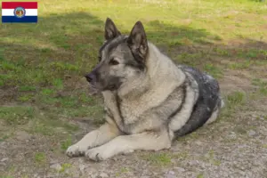 Read more about the article Norwegian Elkhound breeders and puppies in Missouri