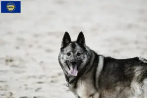 Read more about the article Norwegian Elkhound breeders and puppies in Nebraska
