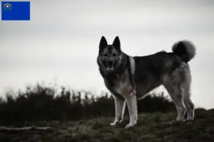Read more about the article Norwegian Elkhound Breeder and Puppies in Nevada