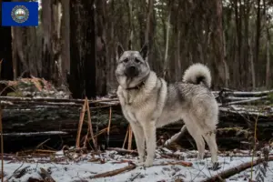 Read more about the article Norwegian Elkhound Breeder and Puppies in New Hampshire