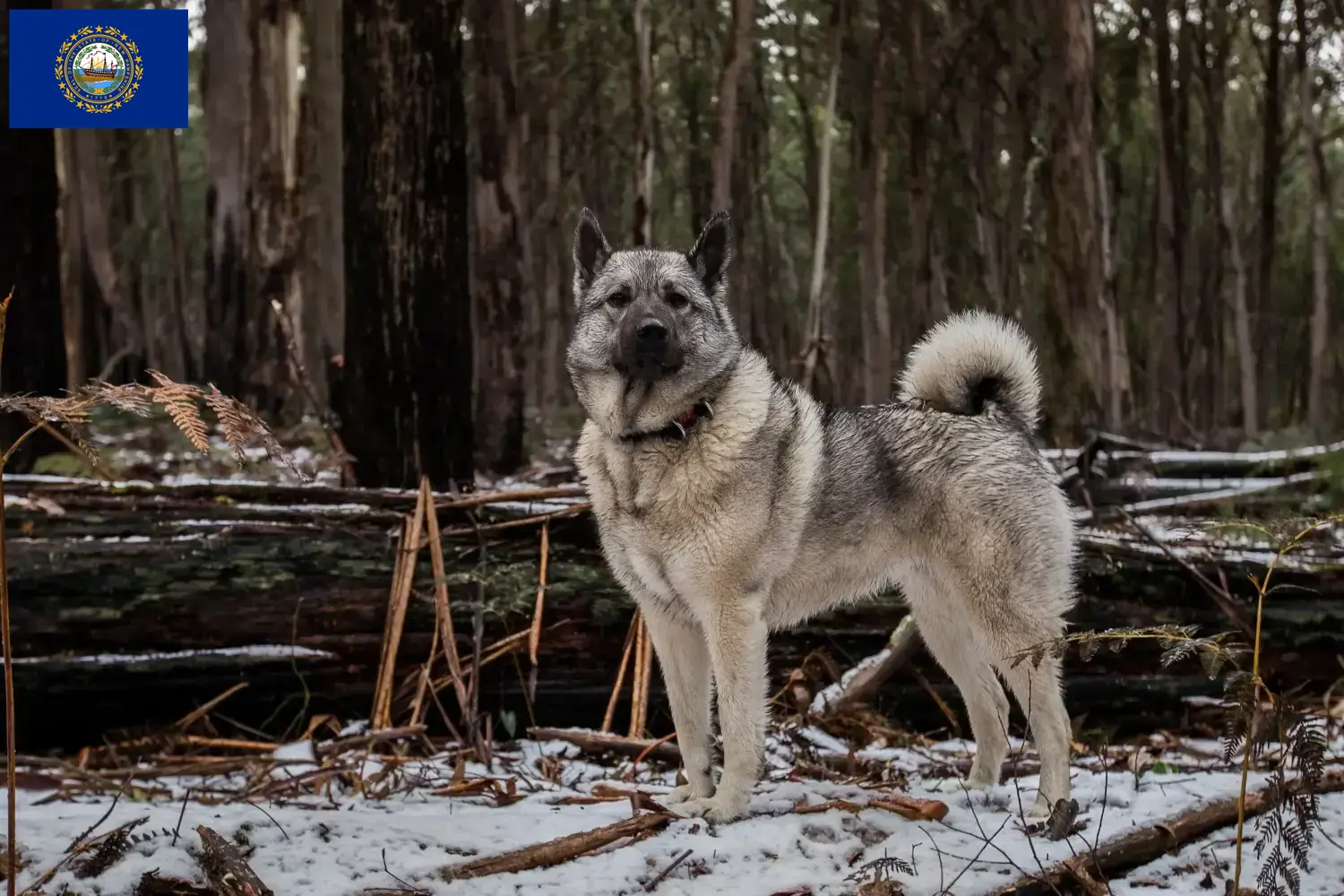Norwegian Elkhound puppies and breeders New Hampshire Find Norwegian Elkhound breeders in New Hampshire.