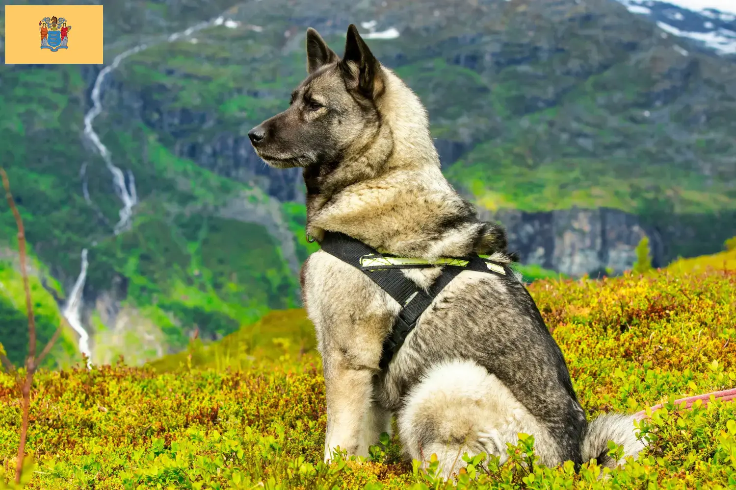 Norwegian Elkhound puppies and breeders New Jersey Find Norwegian Elkhound breeders in New Jersey.