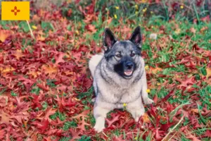 Read more about the article Norwegian Elkhound Breeder and Puppies in New Mexico