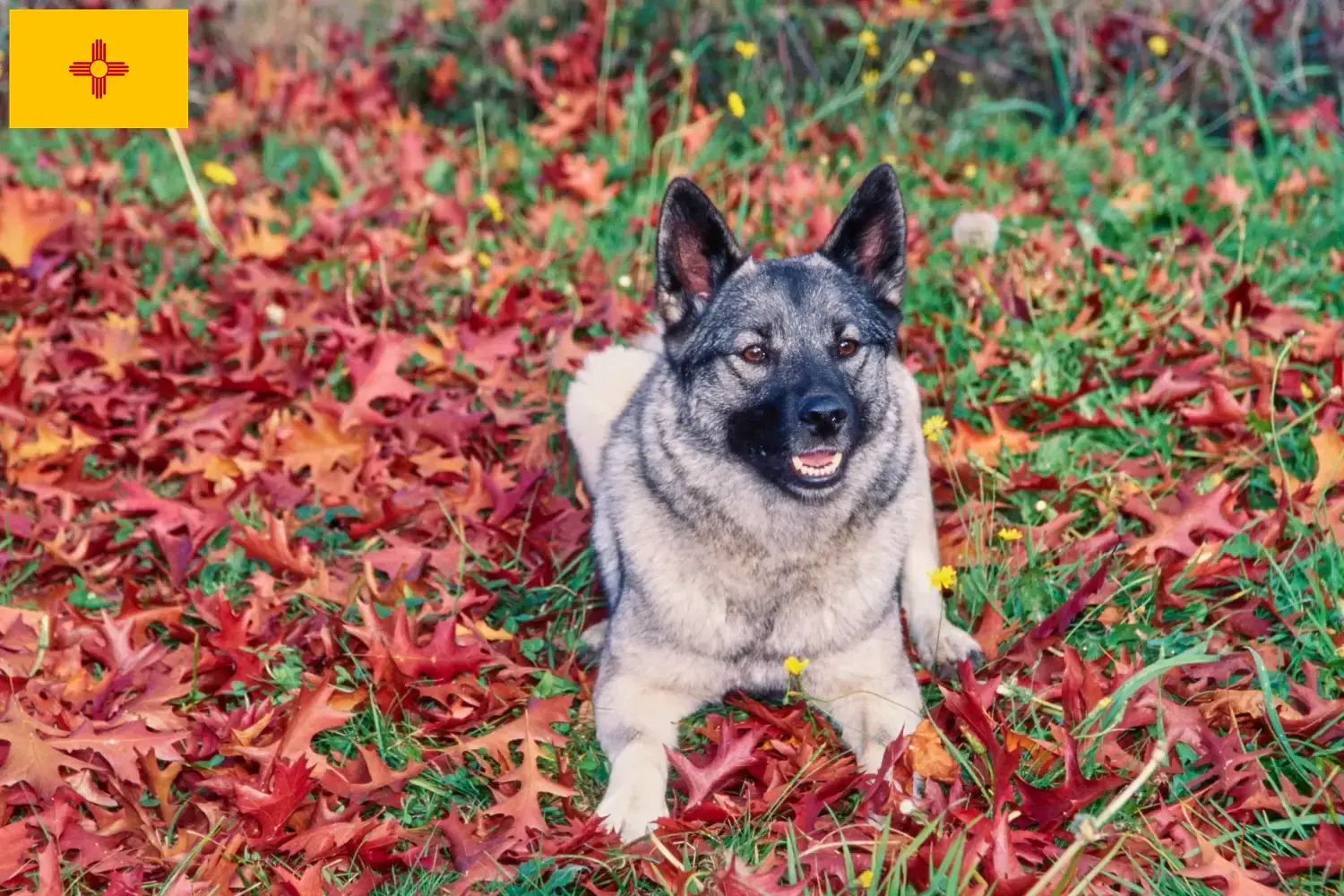 Norwegian Elkhound puppies and breeders New Mexico Find Norwegian Elkhound breeders in New Mexico.
