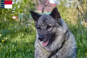 Read more about the article Norwegian Elkhound breeders and puppies in North Carolina