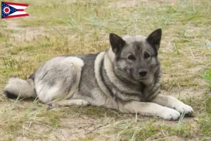 Read more about the article Norwegian Elkhound breeder and puppies in Ohio