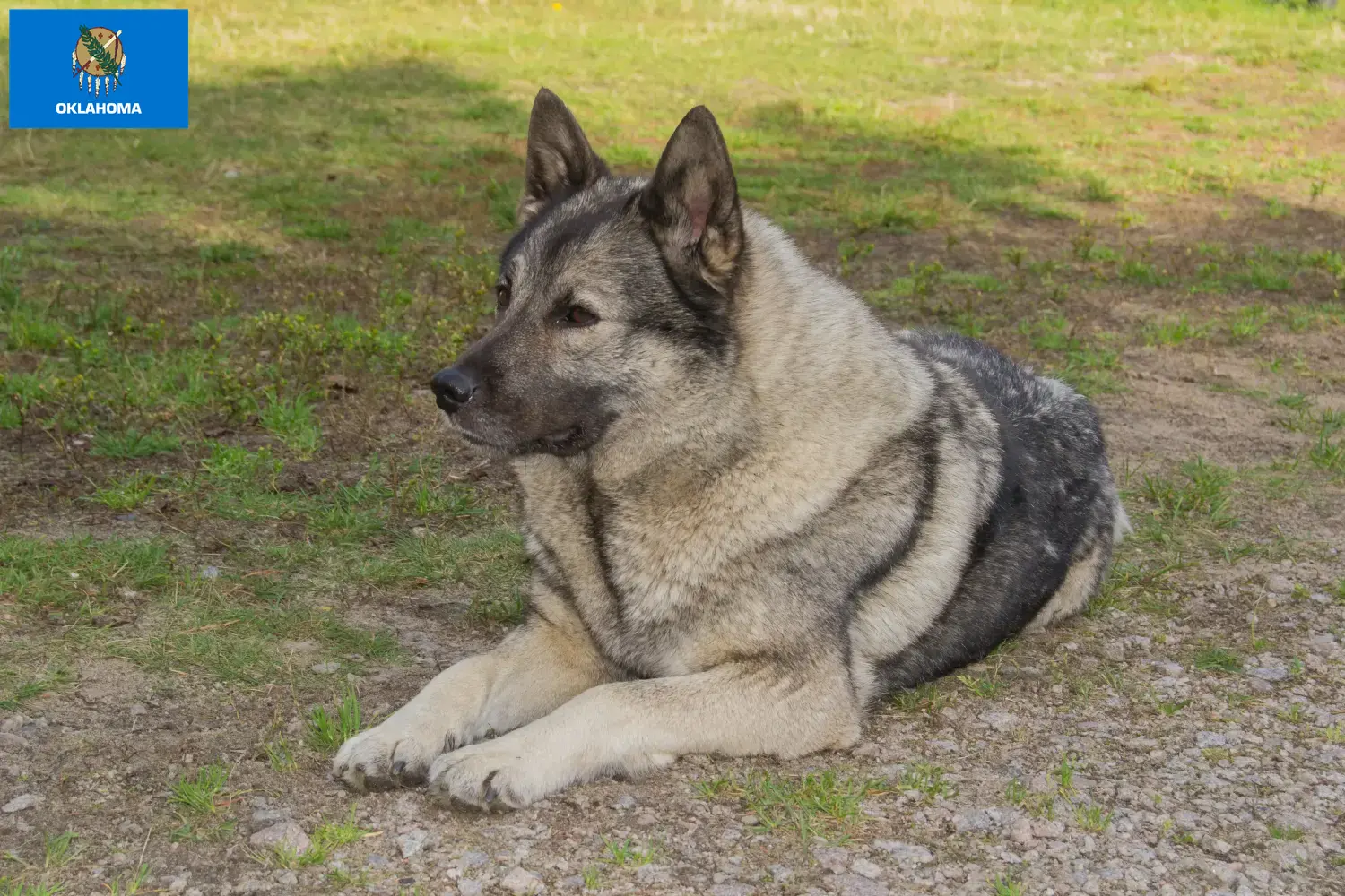 Norwegian Elkhound puppies and breeders Oklahoma Find Norwegian Elkhound breeders in Oklahoma.