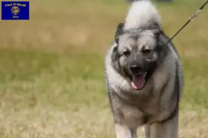Read more about the article Norwegian Elkhound breeders and puppies in Oregon