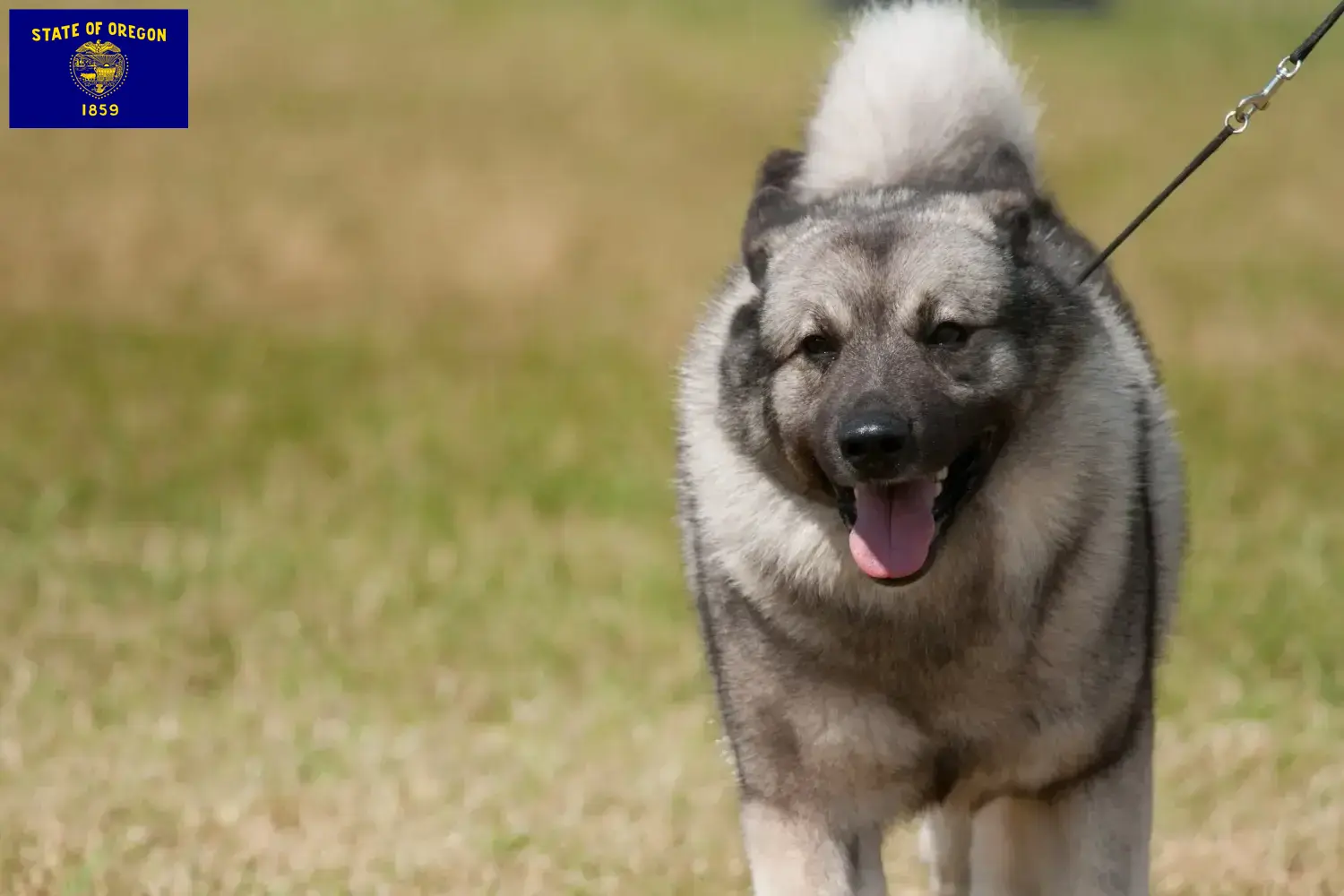 Read more about the article Norwegian Elkhound breeders and puppies in Oregon