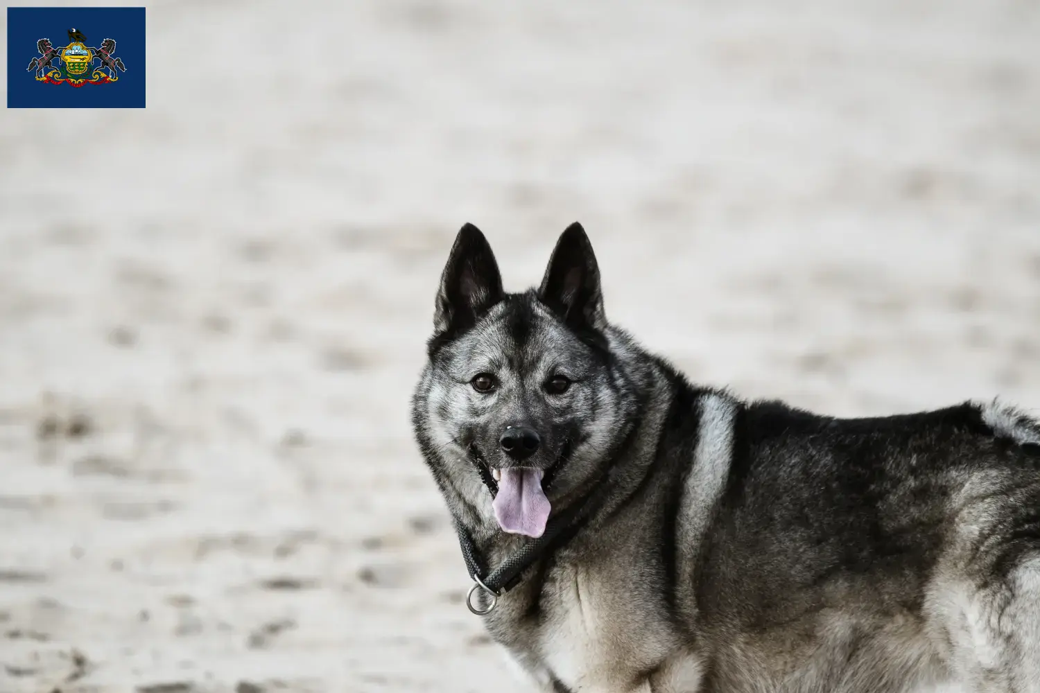 Norwegian Elkhound puppies and breeders Pennsylvania Find Norwegian Elkhound breeders in Pennsylvania.