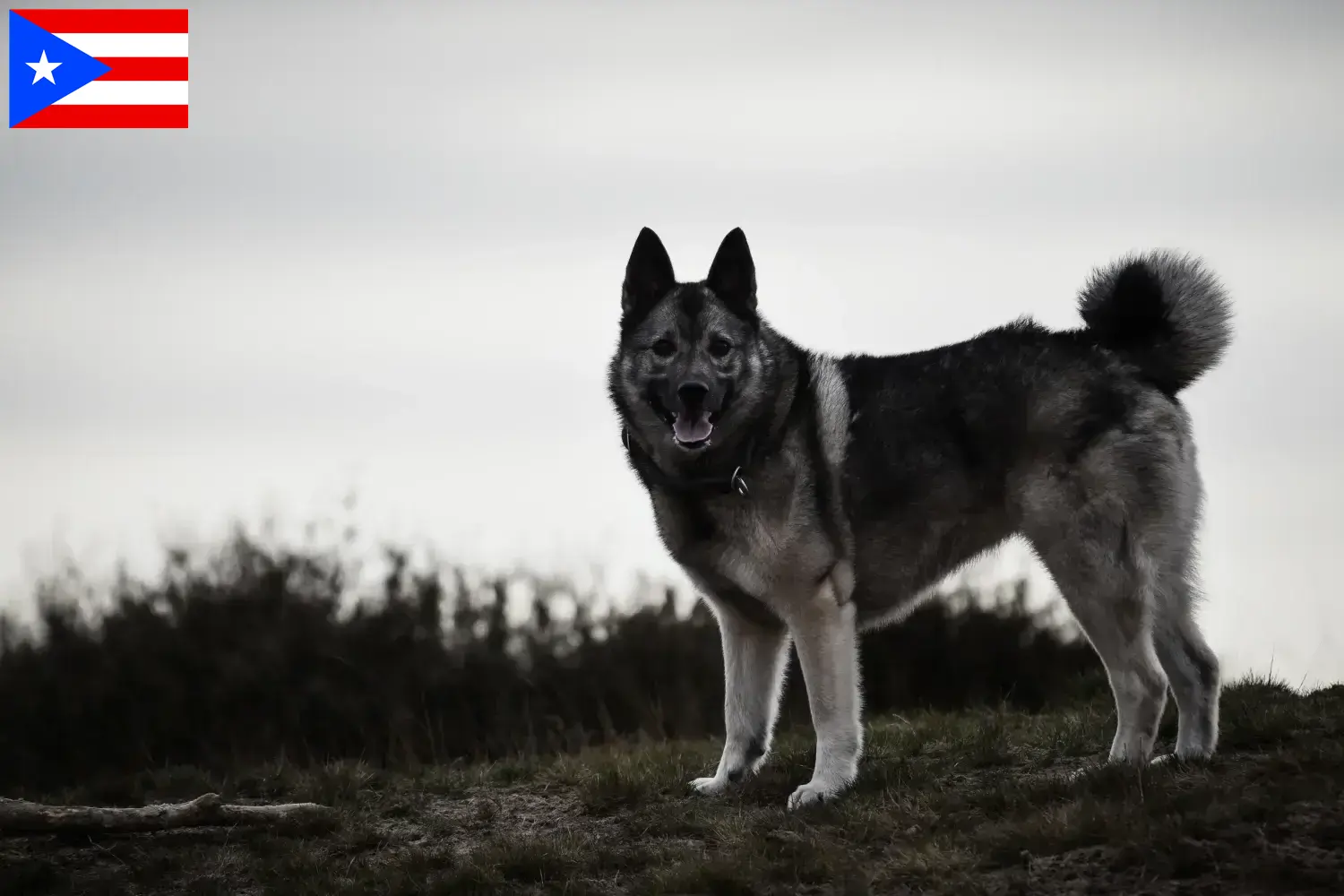 Norwegian Elkhound puppies and breeders Puerto Rico Here you can find Norwegian Elkhound breeders in Puerto Rico.