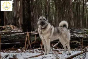 Read more about the article Norwegian Elkhound Breeder and Puppies in Rhode Island