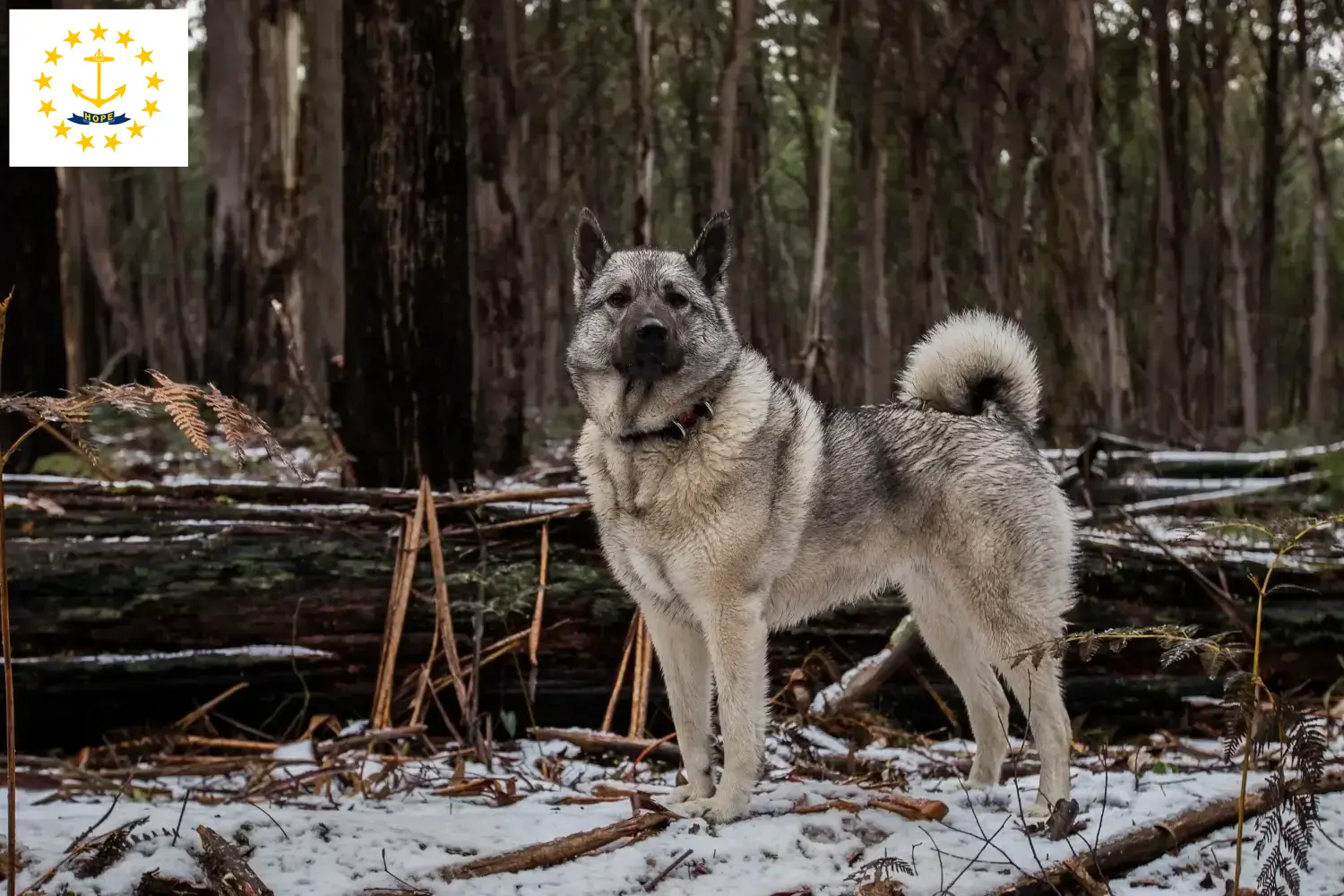 Norwegian Elkhound puppies and breeders Rhode Island Find Norwegian Elkhound breeders in Rhode Island.