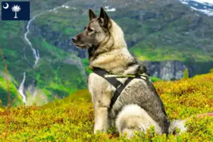 Read more about the article Norwegian Elkhound breeders and puppies in South Carolina