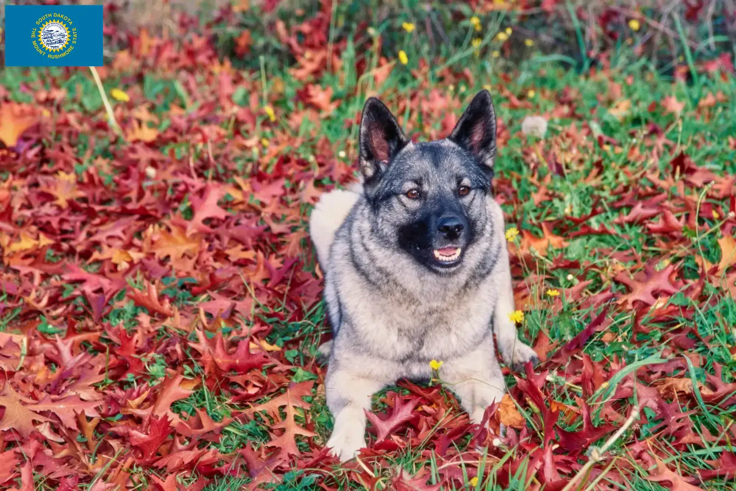 Read more about the article Norwegian Elkhound breeders and puppies in South Dakota