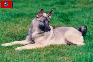 Read more about the article Norwegian Elkhound breeders and puppies in Tennessee