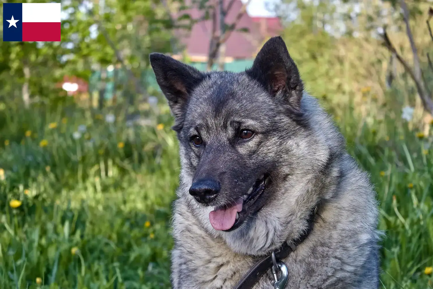 Norwegian Elkhound puppies and breeders Texas Here you can find Norwegian Elkhound breeders in Texas.