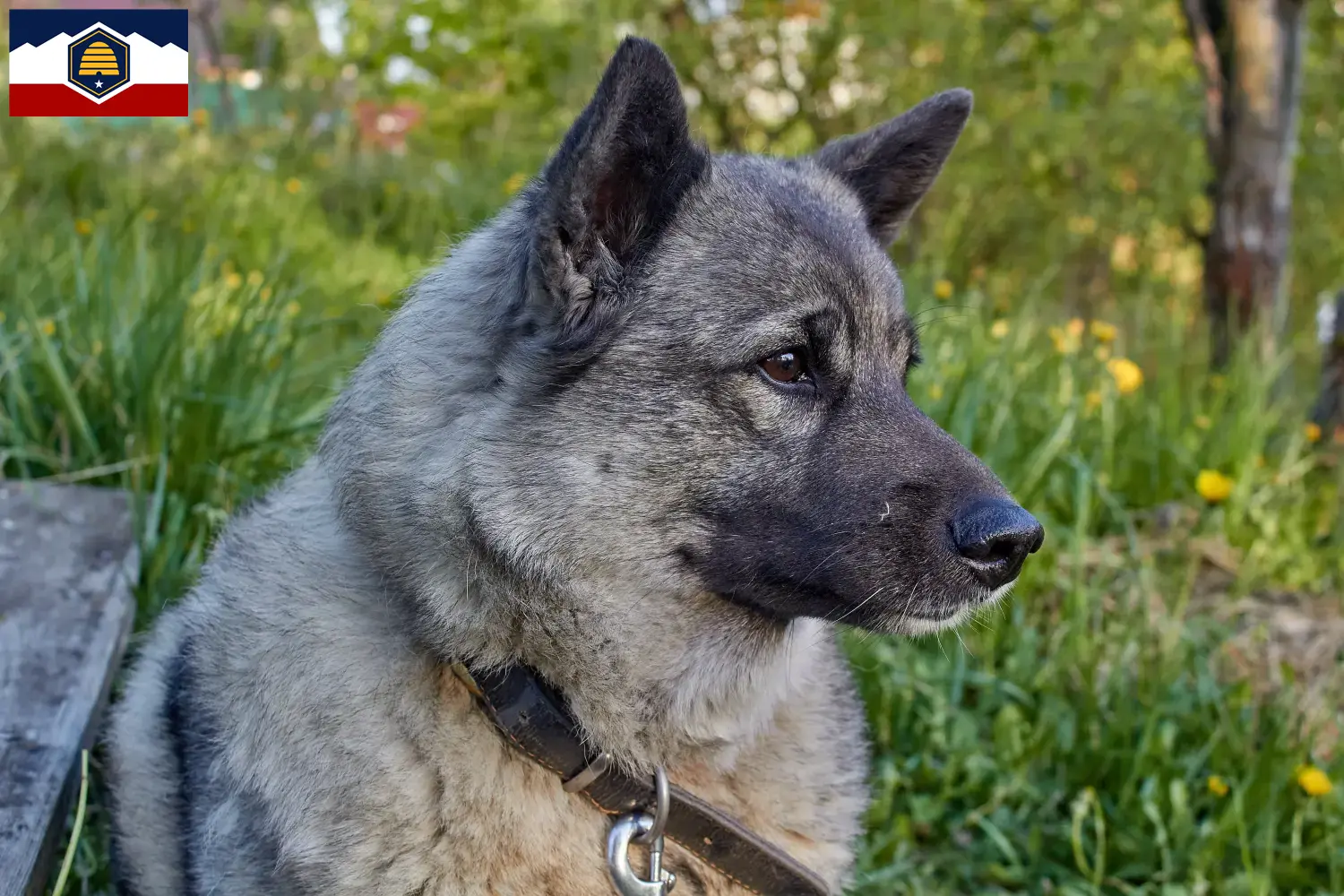 Read more about the article Norwegian Elkhound breeders and puppies in Utah