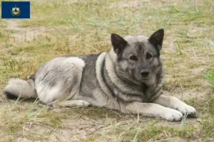 Read more about the article Norwegian Elkhound breeders and puppies in Vermont