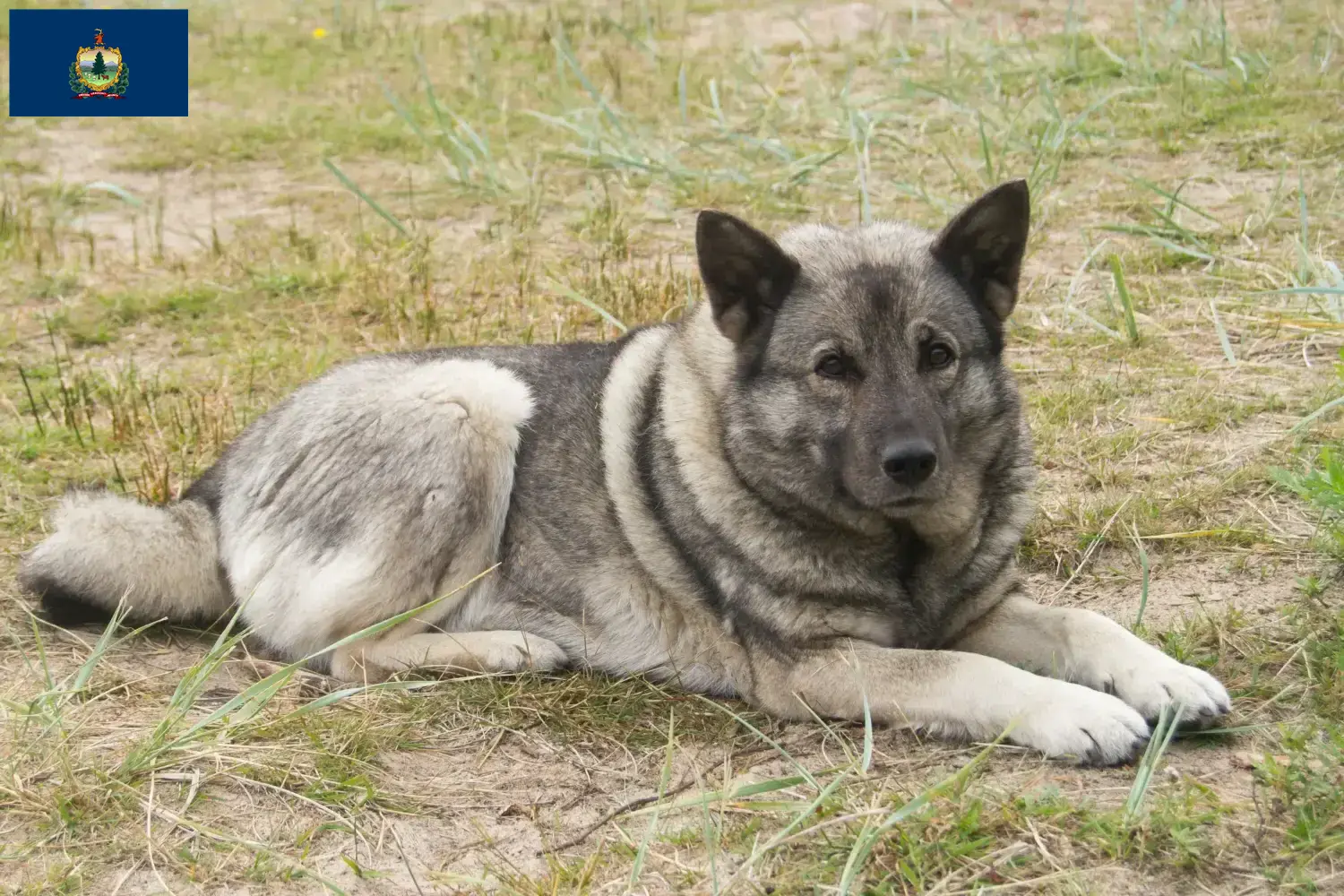 Read more about the article Norwegian Elkhound breeders and puppies in Vermont