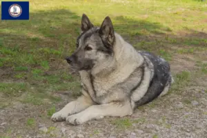 Read more about the article Norwegian Elkhound breeders and puppies in Virginia