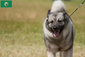 Read more about the article Norwegian Elkhound breeders and puppies in Washington