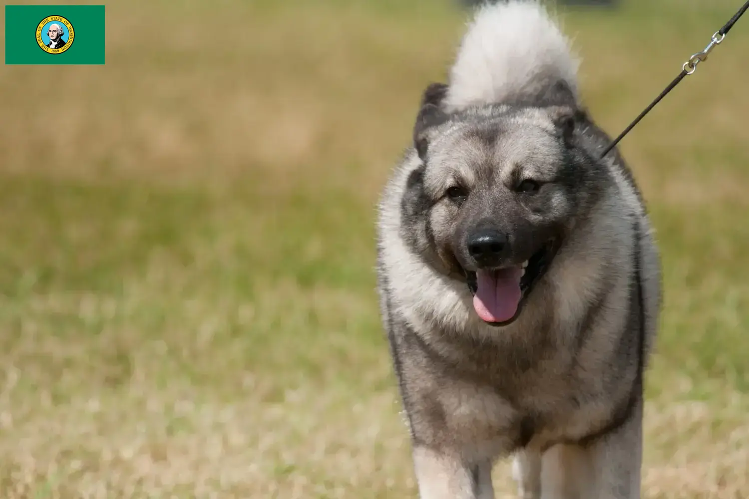 Read more about the article Norwegian Elkhound breeders and puppies in Washington