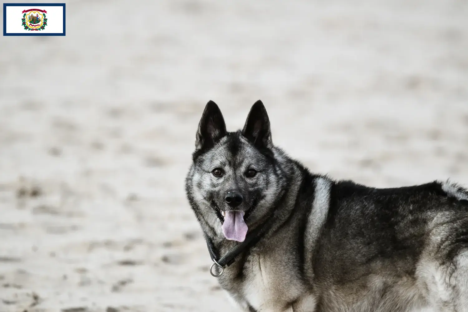 Read more about the article Norwegian Elkhound Breeder and Puppies in West Virginia