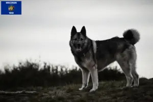 Read more about the article Norwegian Elkhound Breeder and Puppies in Wisconsin