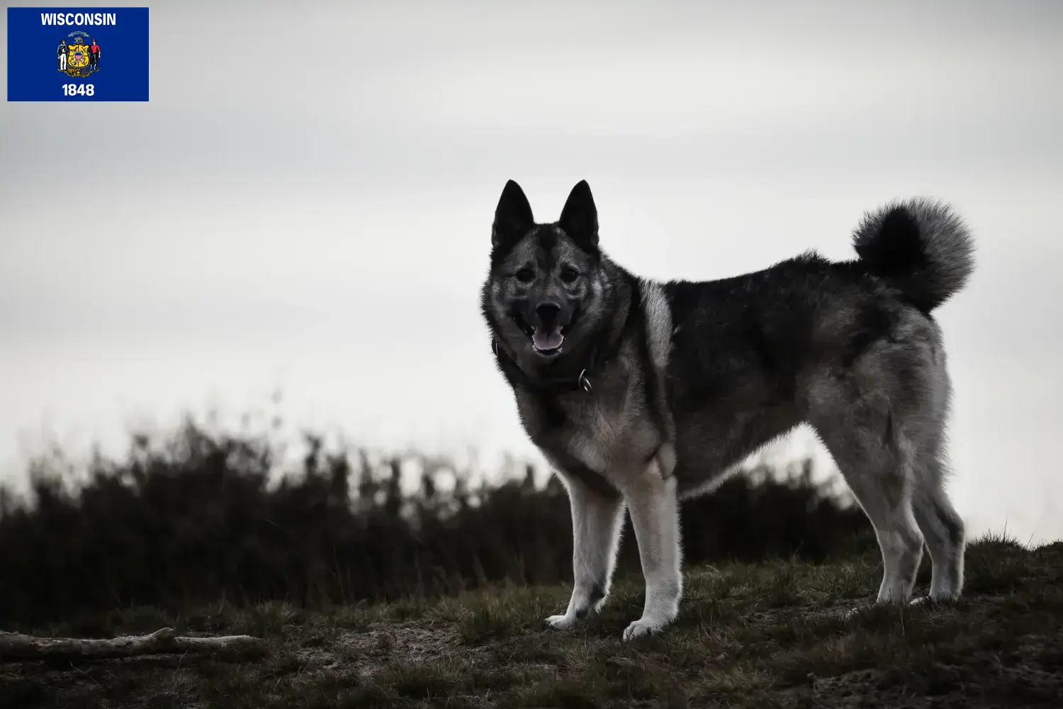 Read more about the article Norwegian Elkhound Breeder and Puppies in Wisconsin
