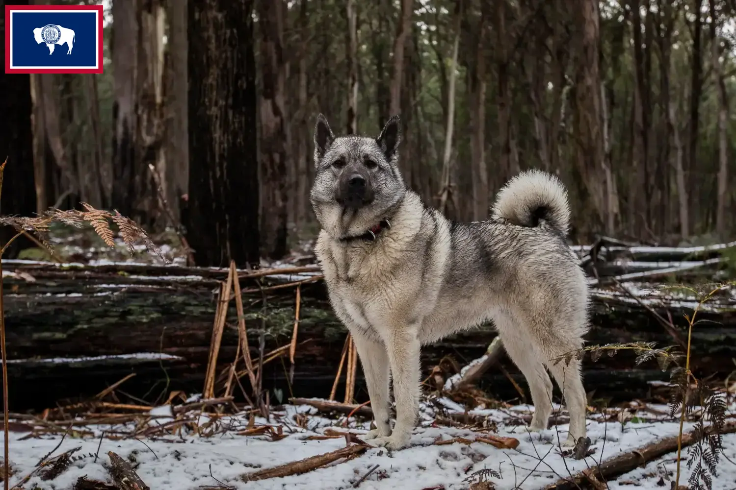 Norwegian Elkhound puppies and breeders Wyoming Here you can find Norwegian Elkhound breeders in Wyoming.