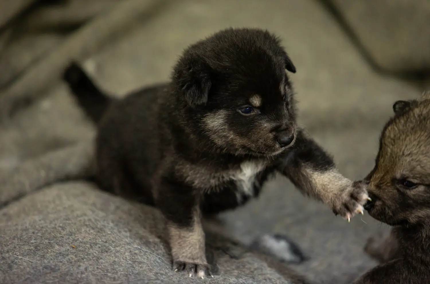 Buying a Norwegian Elkhound puppy means taking responsibility! Buy Norwegian Elkhound puppies.