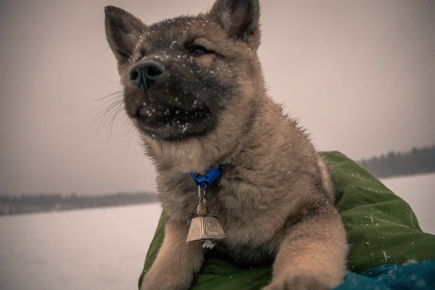 Buying a Norwegian Elkhound puppy means taking responsibility! Buy Norwegian Elkhound puppies.
