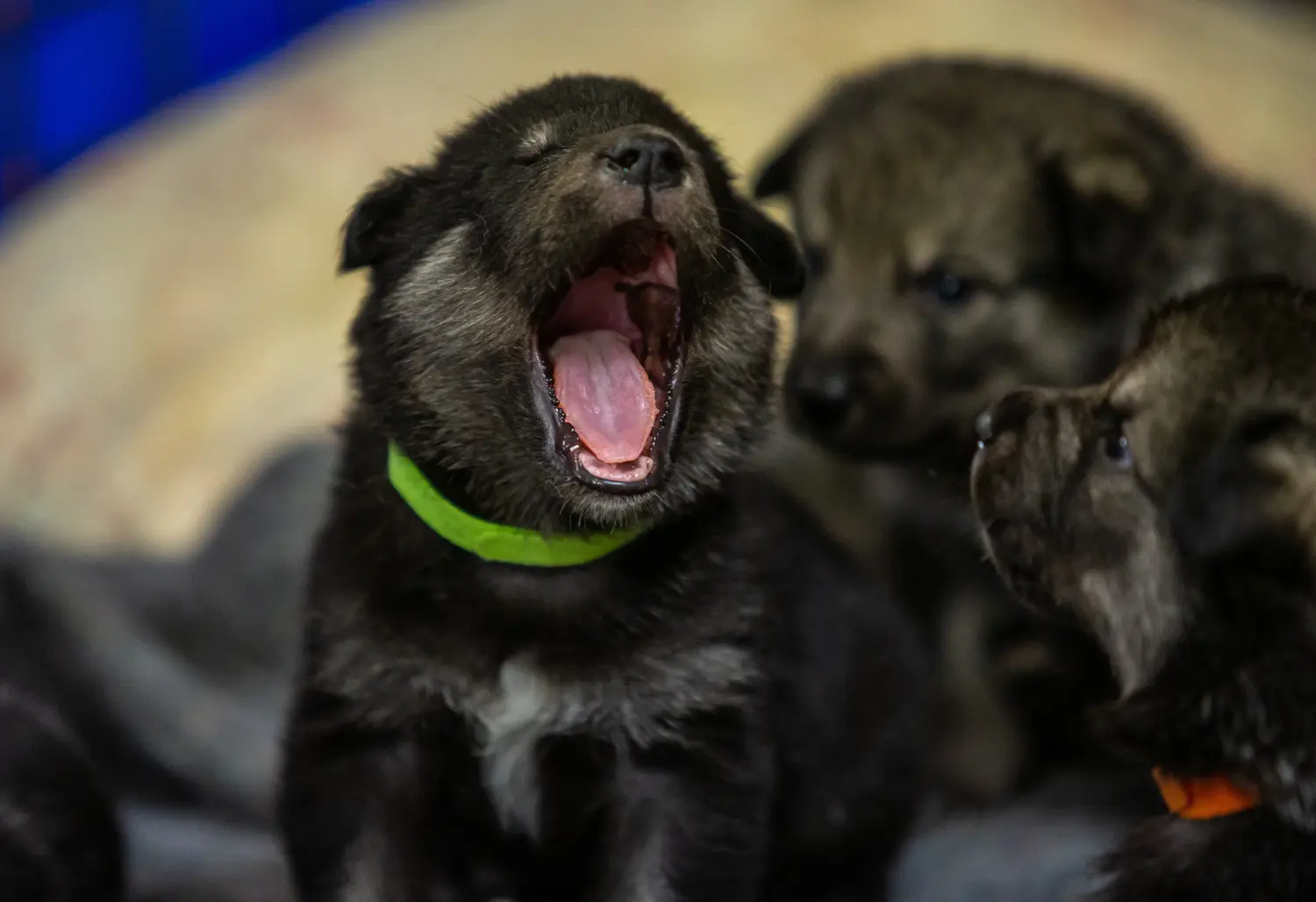 Buying a Norwegian Elkhound puppy means taking responsibility! Buy Norwegian Elkhound puppies.