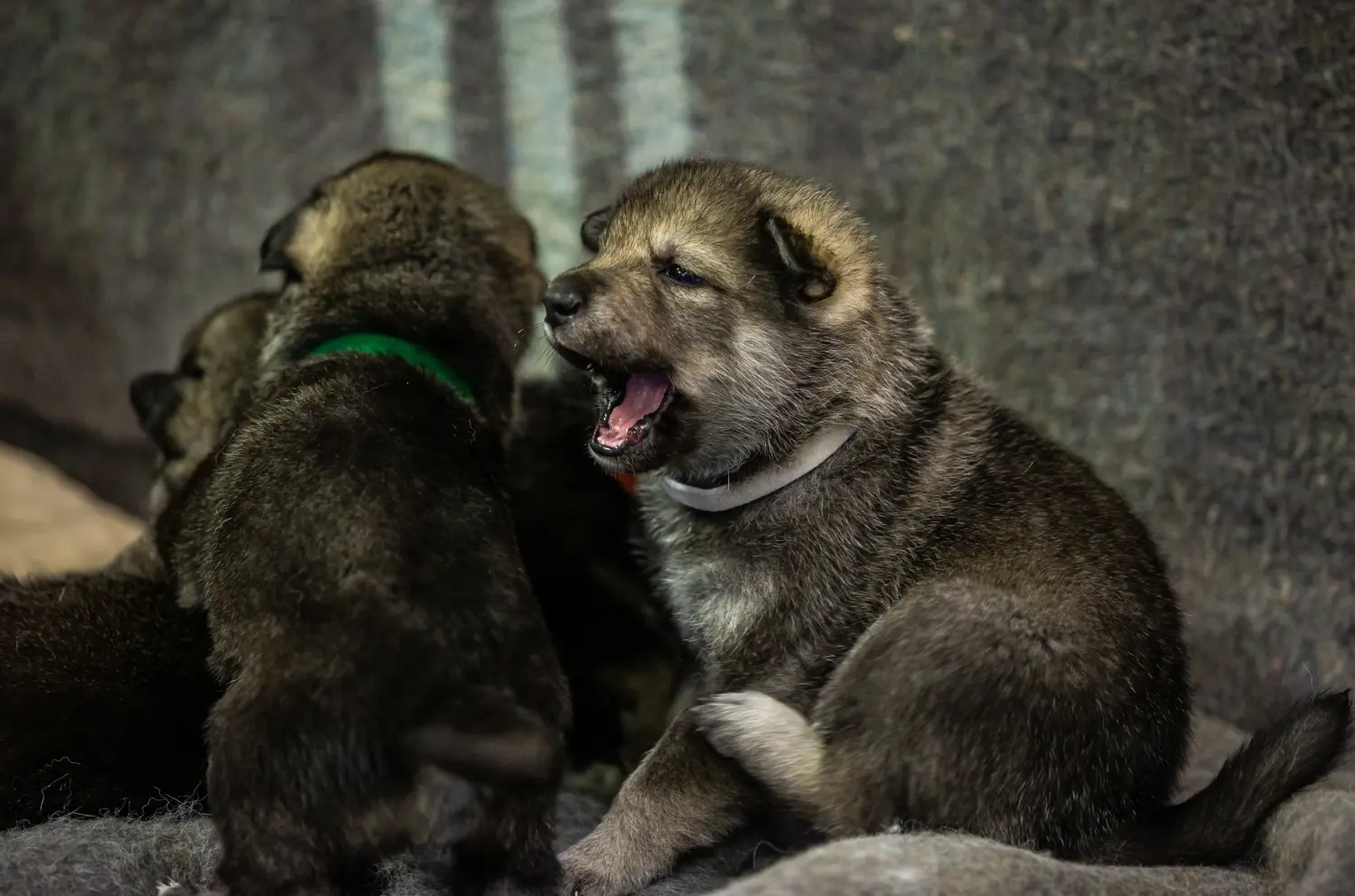 Buying a Norwegian Elkhound puppy means taking responsibility! Buy Norwegian Elkhound puppies.