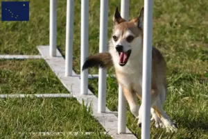 Read more about the article Norwegian Lundehund breeders and puppies in Alaska