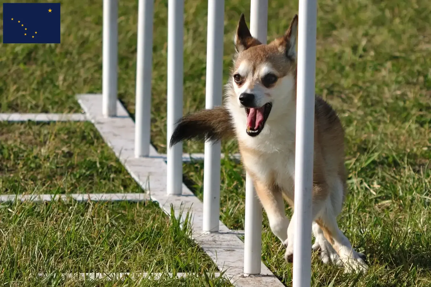 Norwegian Lundehund puppies and breeders Alaska Here you can find Norwegian Lundehund breeders in Alaska.