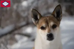 Read more about the article Norwegian Lundehund breeders and puppies in Arkansas