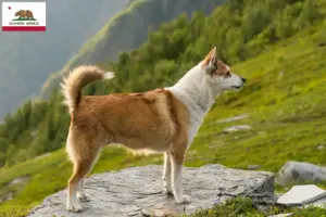 Read more about the article Norwegian Lundehund breeders and puppies in California