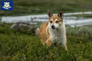 Read more about the article Norwegian Lundehund breeders and puppies in Connecticut