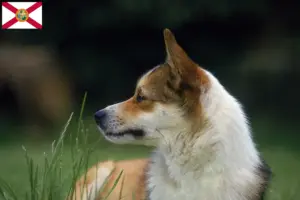 Read more about the article Norwegian Lundehund breeders and puppies in Florida