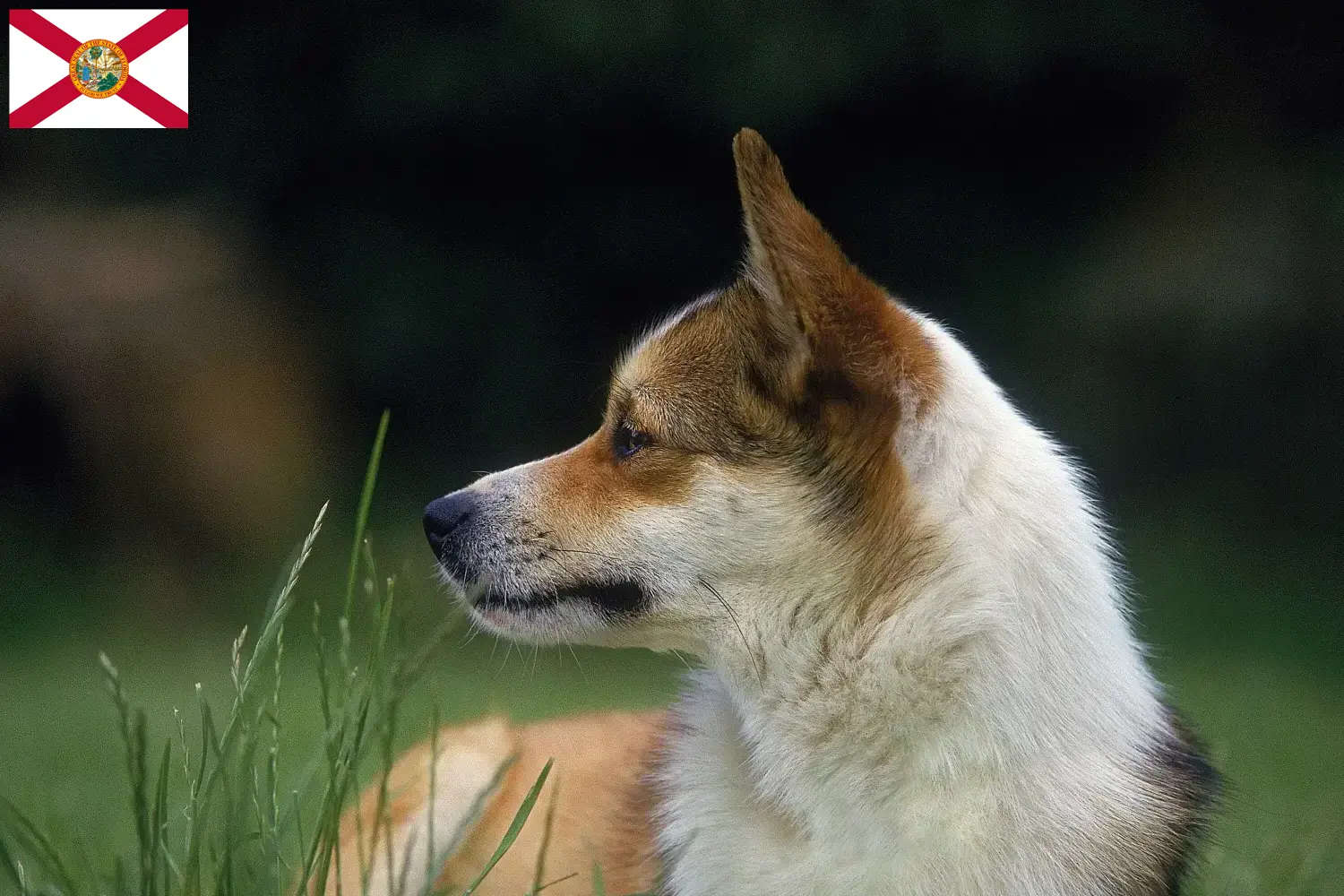 Norwegian Lundehund puppies and breeders Florida Find Norwegian Lundehund breeders in Florida here.