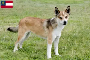 Read more about the article Norwegian Lundehund breeders and puppies in Georgia