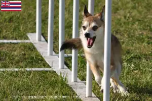 Read more about the article Norwegian Lundehund breeder and puppies in Hawaii