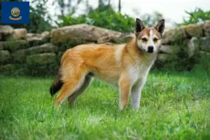 Read more about the article Norwegian Lundehund breeders and puppies in Idaho