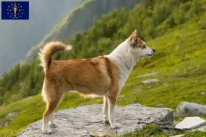 Read more about the article Norwegian Lundehund breeders and puppies in Indiana