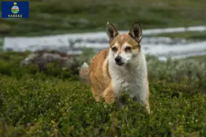 Read more about the article Norwegian Lundehund breeders and puppies in Kansas