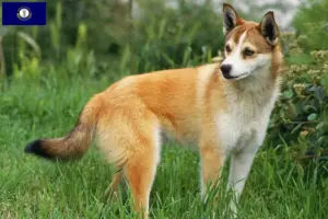 Read more about the article Norwegian Lundehund breeder and puppies in Kentucky